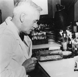 Alexander Fleming, bacteriólogo escocés en su laboratorio, 1930s