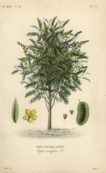 Senna alexandrina, Cassia acutifolia, Sene a feuilles aigues