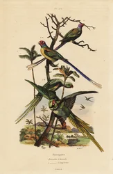 Perico alejandrino, Psittacula eupatria, y perico de cola larga, Psittacula longicauda