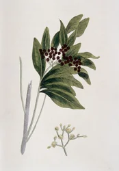 Pimienta de Jamaica, 1823
