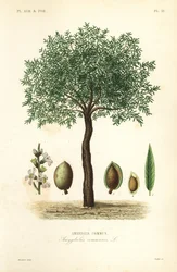 Almendro