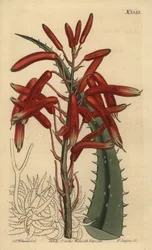 Aloe humilis (Aloe de hojas verde manzana, Aloe virens)