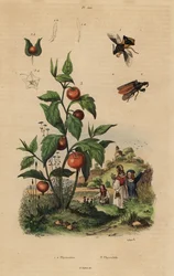 Chinche emboscada, Macrocephalus cimicoides 1,2, y farol chino, Physalis alkekengi 3