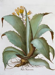 Áloe americano
