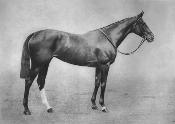 Chica de Americus, 1911