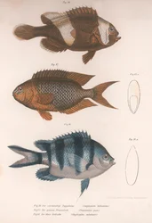 Amphiprion bifasciatus. Pomacentris pavo. Glyphisodo, c.1850s
