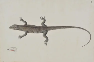 Un lagarto Bish-Khopra indio, ca. 1790