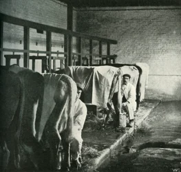 Un cobertizo de ordeño moderno en la granja Walker-Gordon, 1902