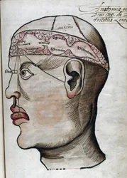 Anatomía siglo XVI: corte del cerebro, para el estudio de la localización de las diferentes funciones cerebrales y de los órganos de la cabeza que están relacionados