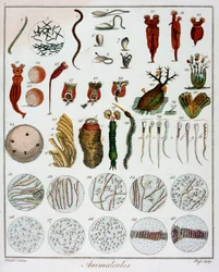 Animalículos observados por Anton van Leeuwenhoek