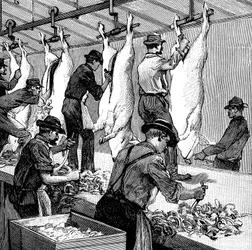 Matadero de cerdos de Armour Company, Chicago, Illinois, EE.UU., 1892