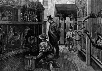 En Jamrachs, Londres, 1887