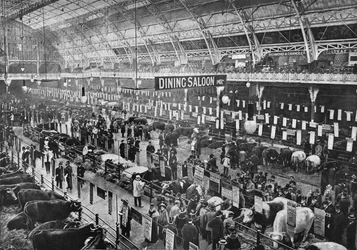 En la exposición de ganado del Club Smithfield, Agricultural Hall, Islington, Londres, 1902