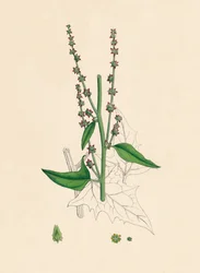Atriplex Smithii. Orache de Smith, siglo XIX