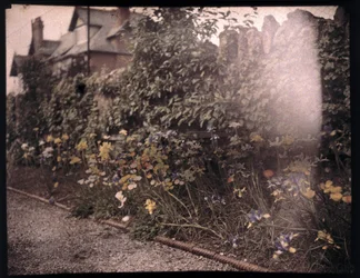 Autocromo de flores, c 1908