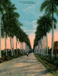 Avenida de palmas reales, Cuba, c. 1920