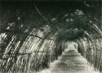 Avenida de bambú en Barrackpore, 1904, 1925