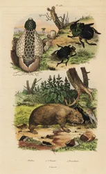 Hongo de bambú, Phallus indusiatus 1, escarabajos peloteros, Coprophanaeus ensifer 2 y Diabroctis mimas 3, y wombat común, Vombatus ursinus 4