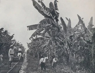 Plantación de bananos, 1924
