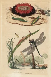 Caracol de burbuja de barril, Acteon tormatilis 1, anémona de cuentas, Actinia equina 2, cuerno largo de barras amarillas, Nemophora degeerella 3, libélula marrón, Aeshna grandis 4