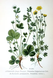 Fresa estéril y cinquefoil de primavera