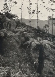 Helechos arborescentes Alsophila crinita y otros, 1926