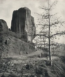 Baumwollbaum Bombax malabaricum con semillas maduras, 1926