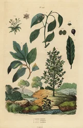 Laurel, árbol de alcanfor y sasafrás