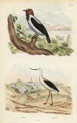 Campanero barbudo, Procnias averano, y avoceta americana, Recurvirostra americana
