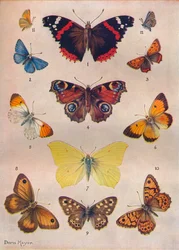 Hermosas Mariposas de las Islas Británicas, c. 1934