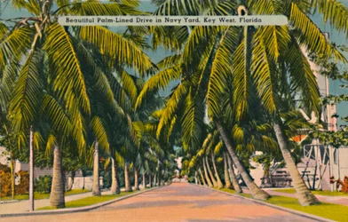 Hermoso camino bordeado de palmeras en el astillero naval, Key West, Florida, c. 1940s