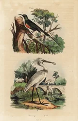 Sunbird hermoso, Cinnyris pulchella, y espátula común, Platalea leucorodia
