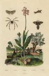 Orquídea abeja, orquídea mono, polilla oxidada, polilla de veinte plumas y ácaro Oribata geniculata