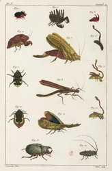 Escarabajos y otros insectos, América del Sur