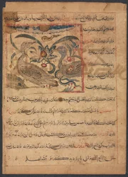 Beneficios de las partes de los buitres...verso, finales de 1200s