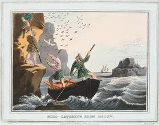 Caza de aves desde abajo, Islas Shetland, 1813