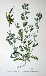 Pata de pájaro, 1893