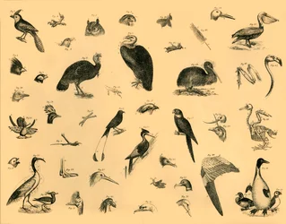 Aves, c1910