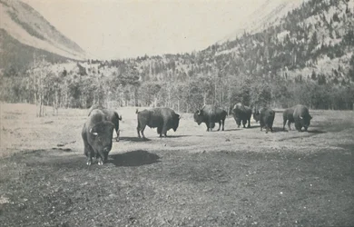 Bisonte, 1916