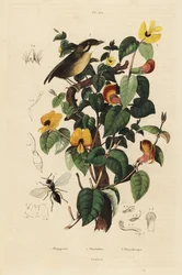 Mosquero de mejillas negras, guisante dulce y avispa Inostemma boscii
