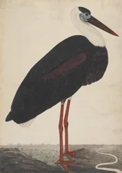 Cigüeña negra en un paisaje, ca. 1780