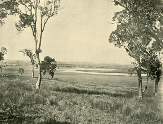 Laguna del Cisne Negro, cerca de Warwick, Queensland, 1901