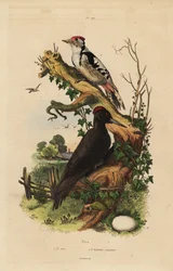 Pito negro, Dryocopus martius, y pico picapinos, Dendrocopos major