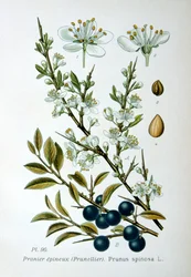 Endrino, 1893