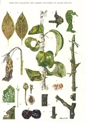 Tabla botánica de parásitos de árboles frutales