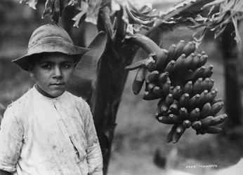 Niño con plátanos creciendo en un árbol, Tenerife, Islas Canarias, España