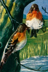 Piquituertos, c1928