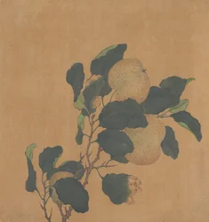 Rama de árbol con fruta