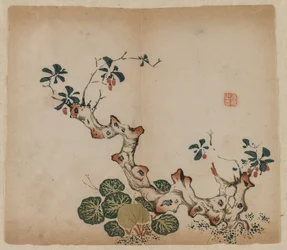 Tocón ramificado, 1368-1644