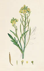 Brassica tenuifolia. Rúcula, siglo XIX